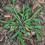 crabgrass prevention services