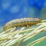army worm lawn damage