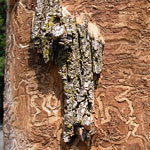 borers