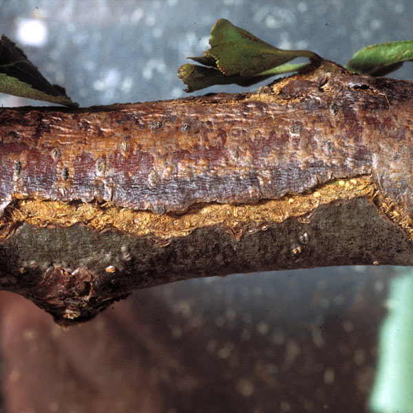 cankers on trees