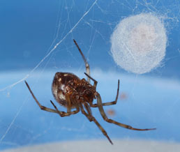 cobweb spider