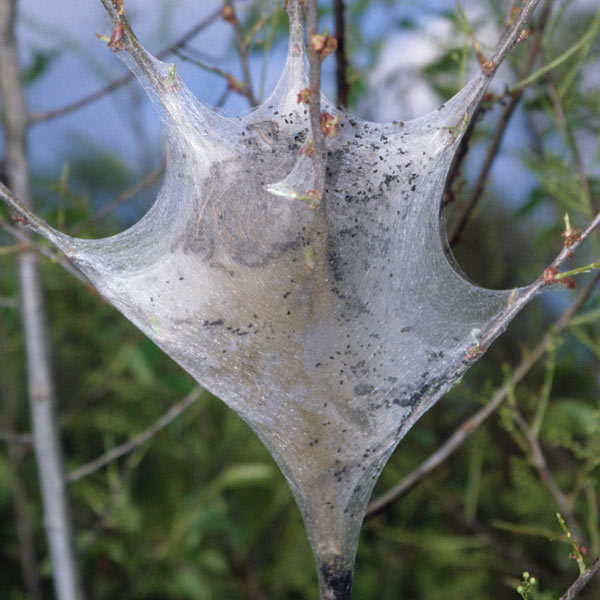 Eastern Tent Caterpillar