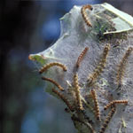 Fall web worm