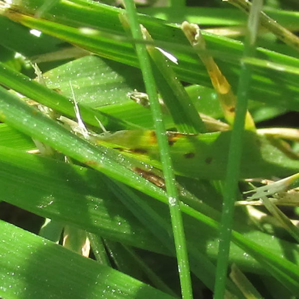 Gray Leaf Spot Disease on Turf