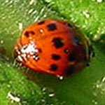 lady bug