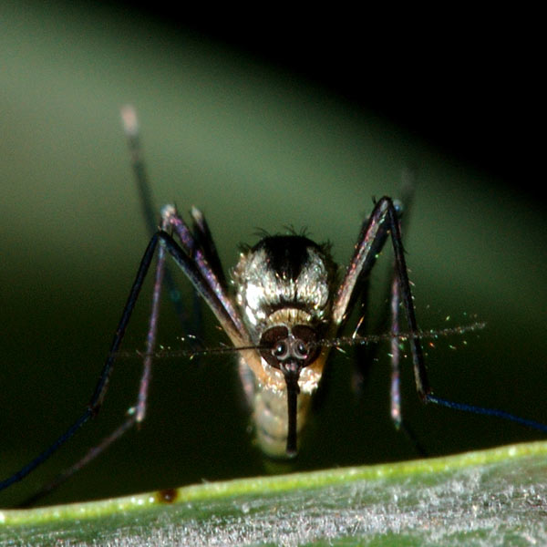 a mosquito