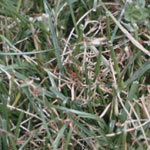 red thread in turf