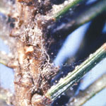 spider mites